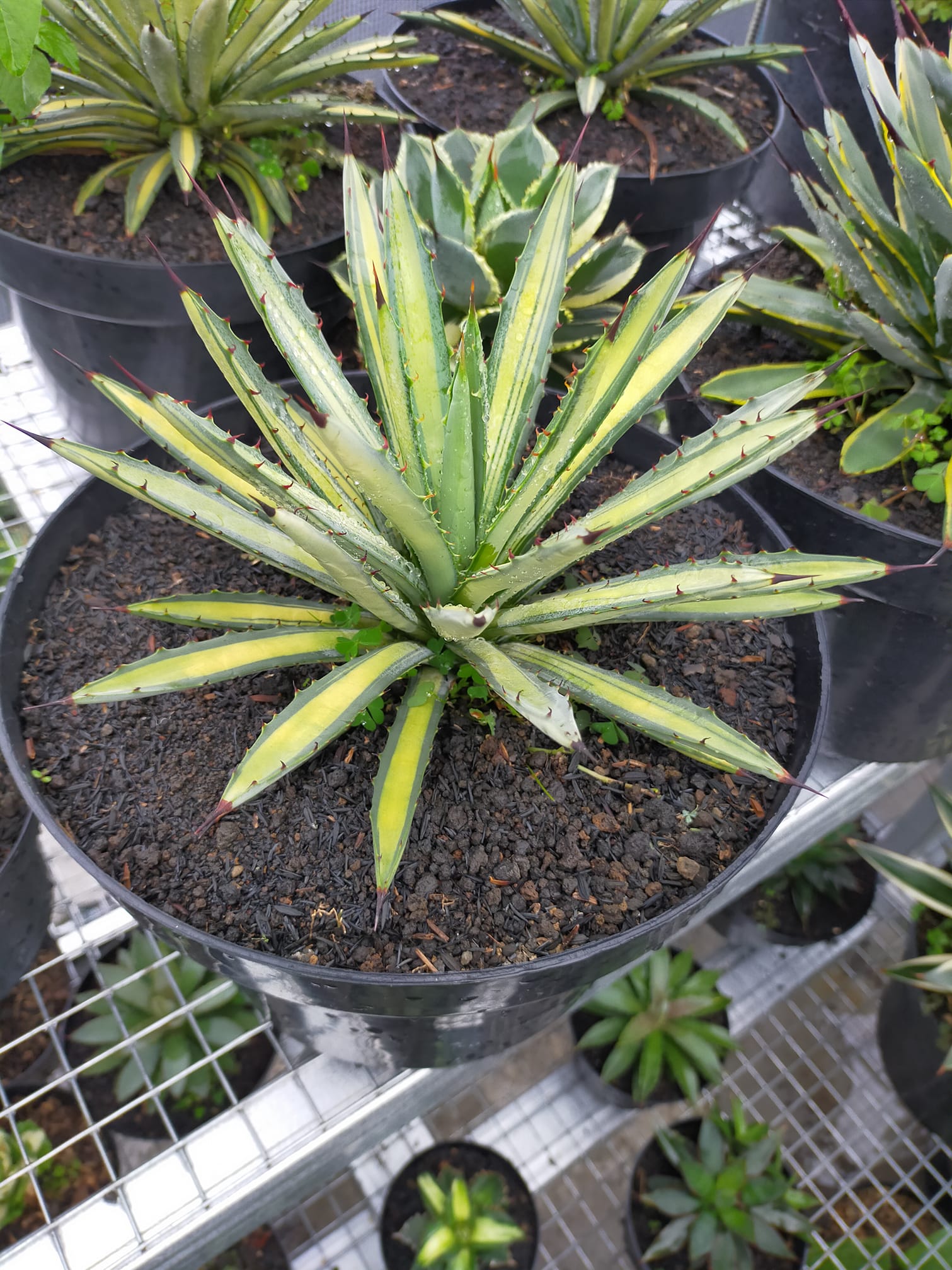 Agave Macroacantha variegated