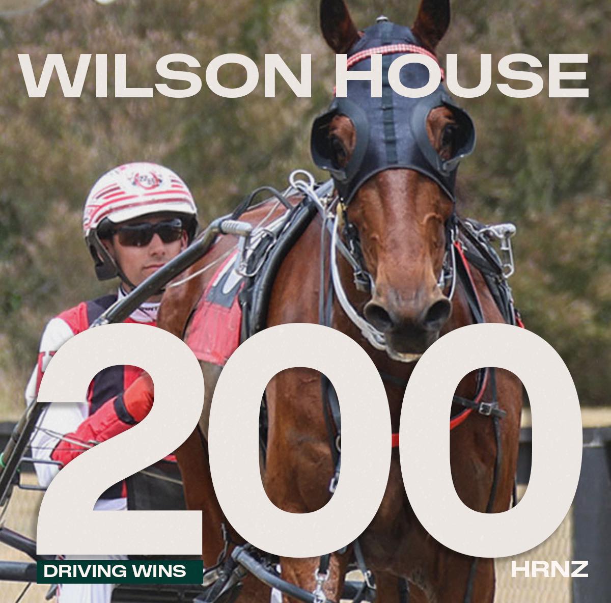🎉 Milestone Moment for Wilson... - Harness Racing New Zealand | Facebook