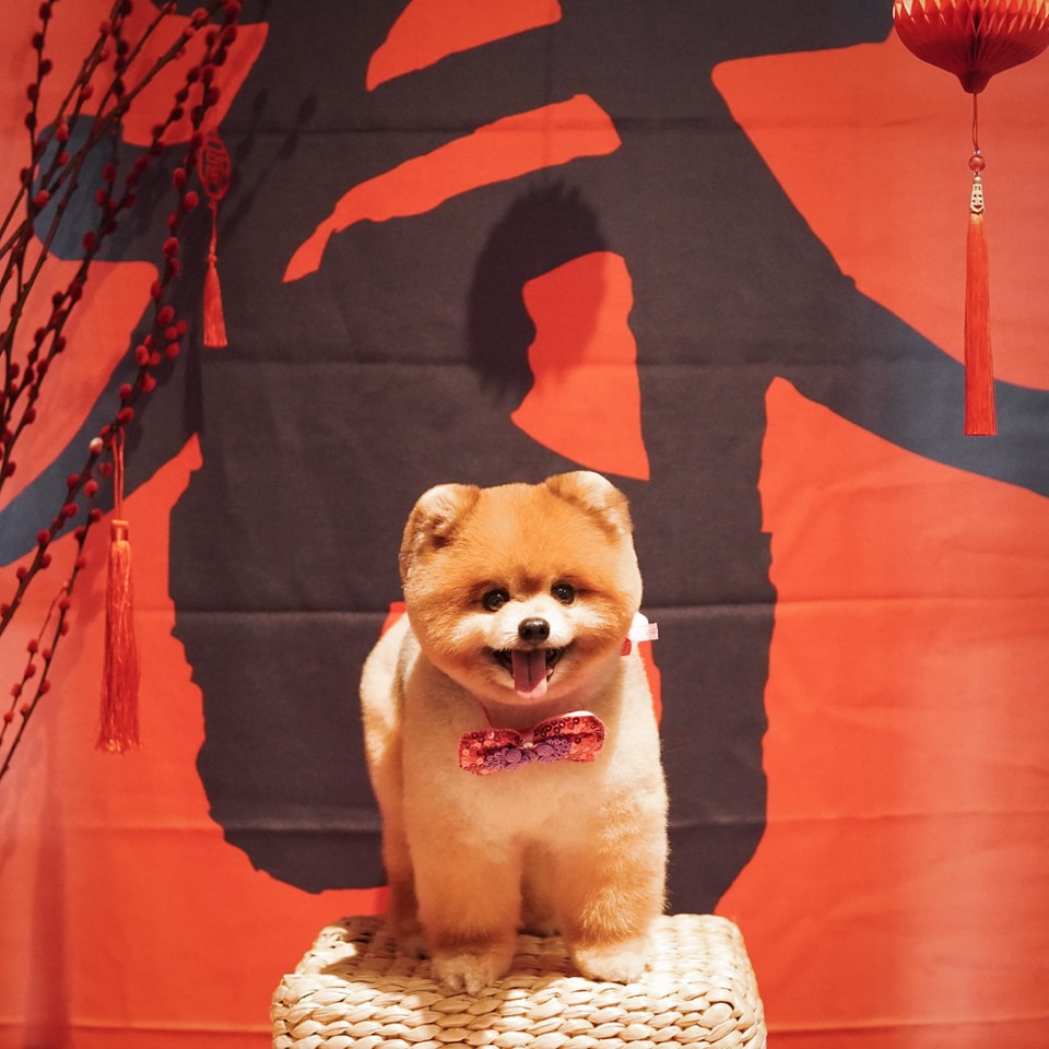 The Fox Butler Pet Lifestyle Store | Bayan Lepas