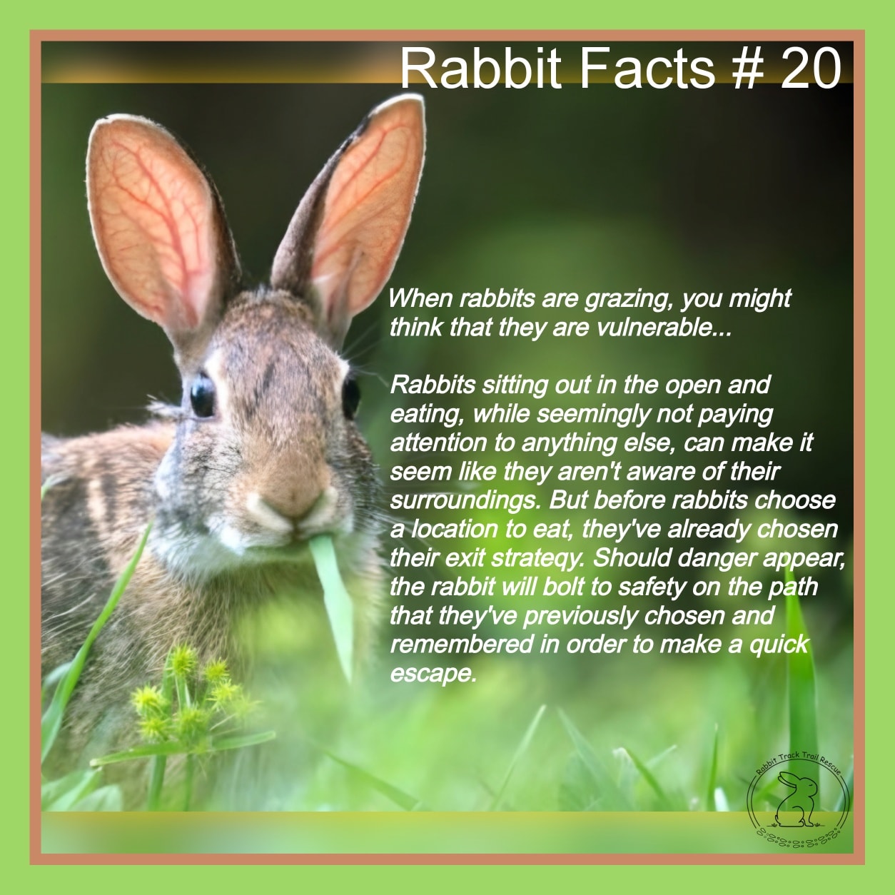 Rabbit - Rabbit Facts # 20 Most people love to see cottontails and ...