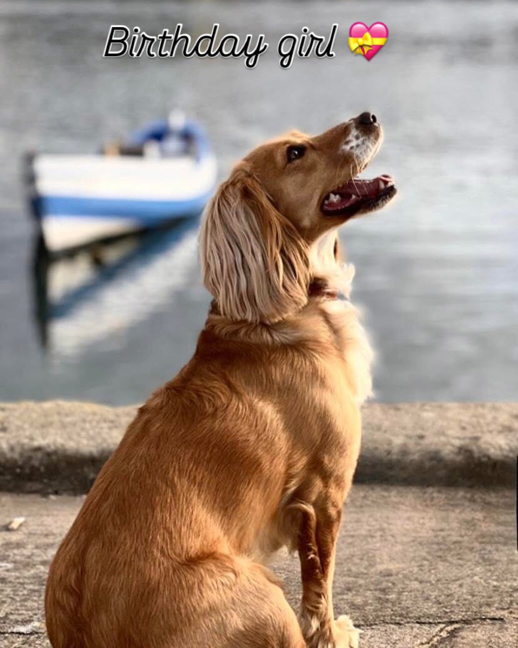 Perry's Pampered Paws | Banbury