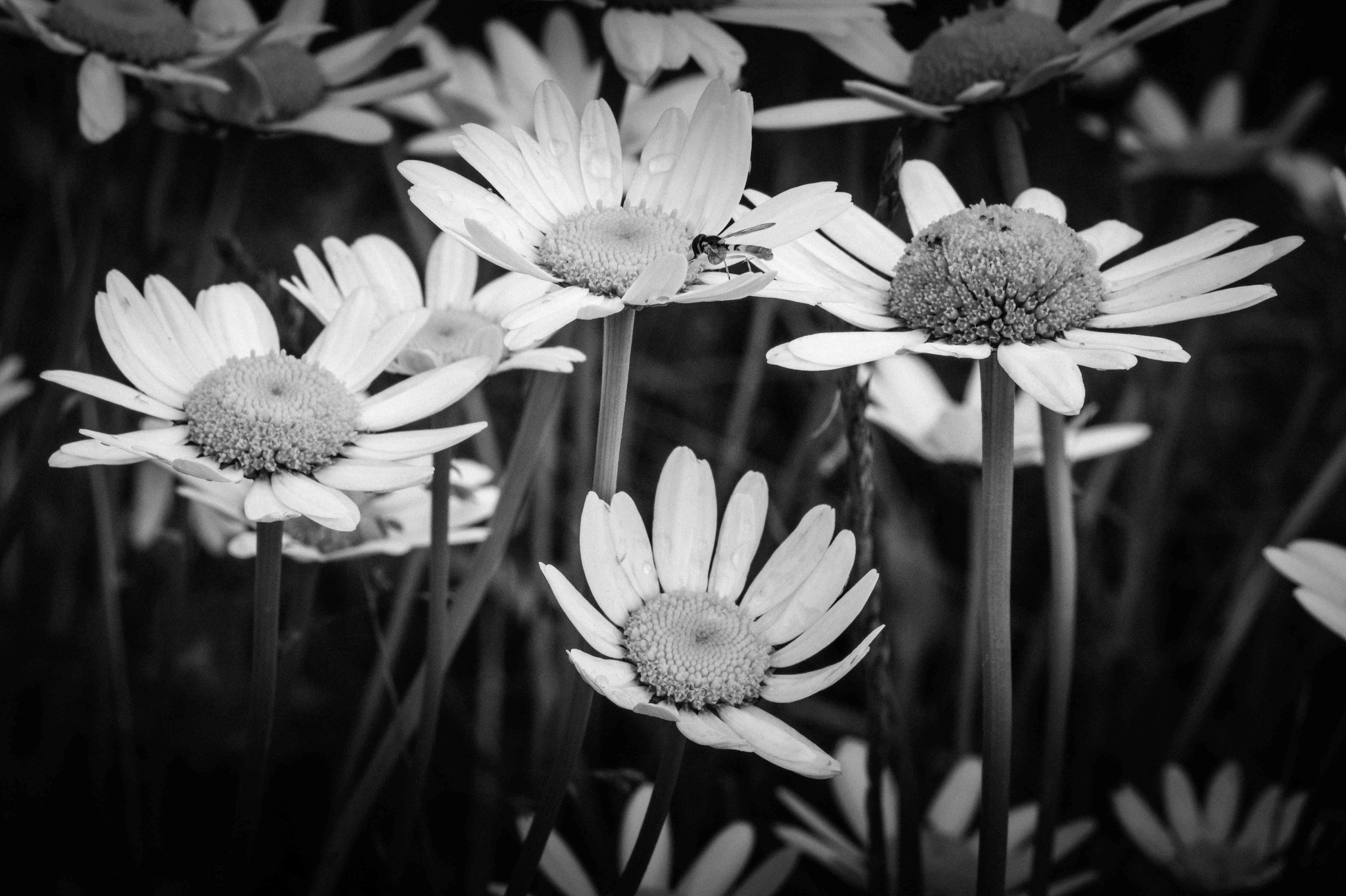 Capturing wild daisies with Fuji X-T5 macro lens