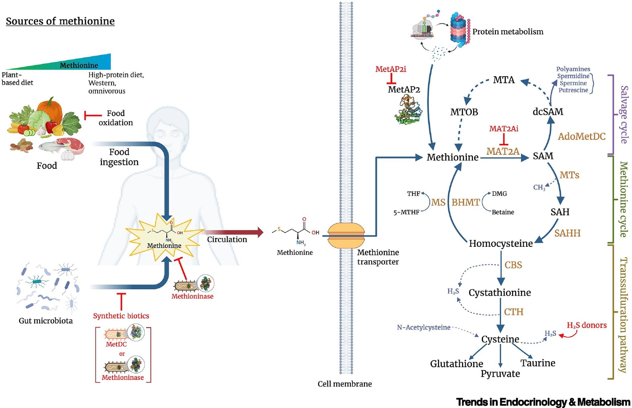 glutathione mat2a PHOTO: Poor redox status interferes with the enzyme Methionine Synthase Kole With The Flow