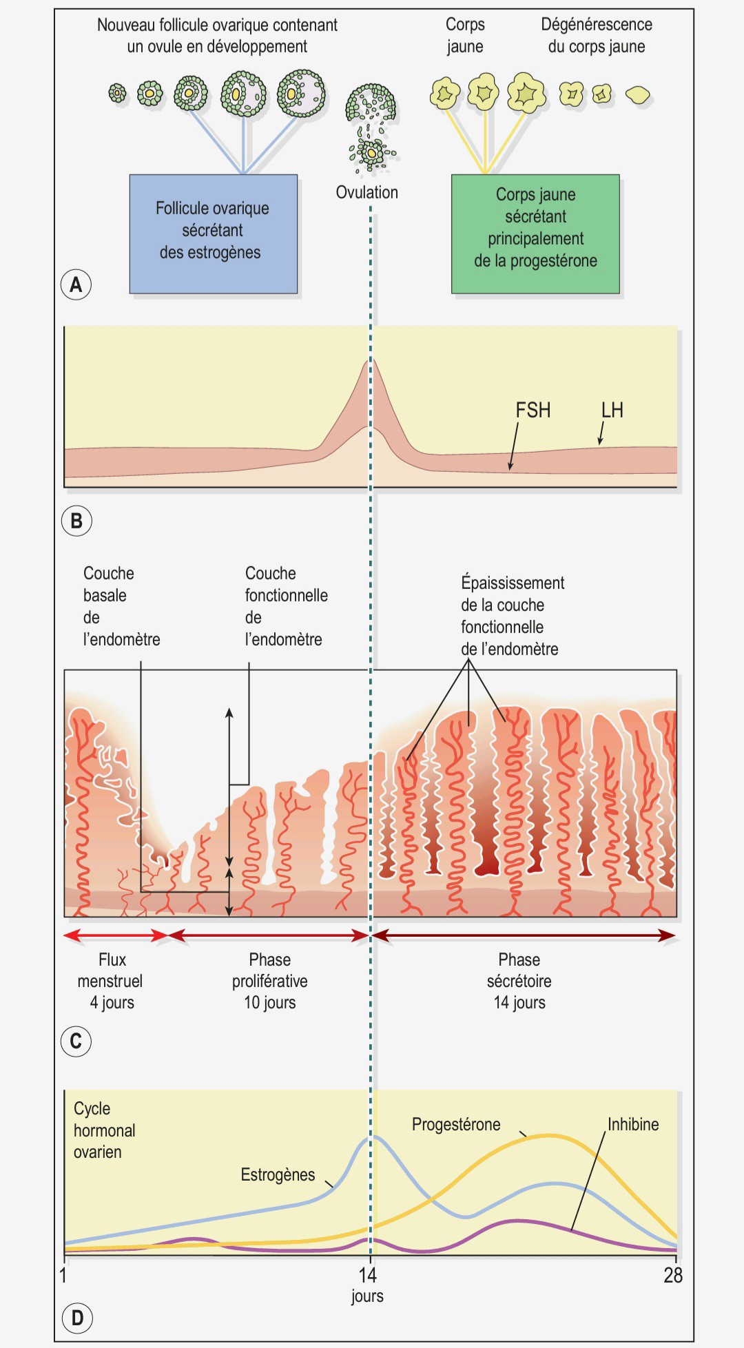 Biologie Simplifiée - Les réponses immunitaires adaptatives se ...