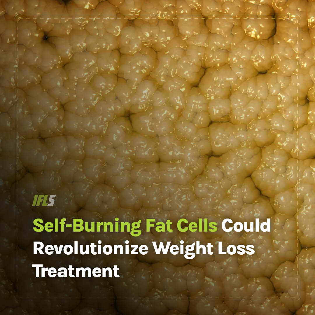IFLScience - The secret to destroying fat cells was much simpler than ...
