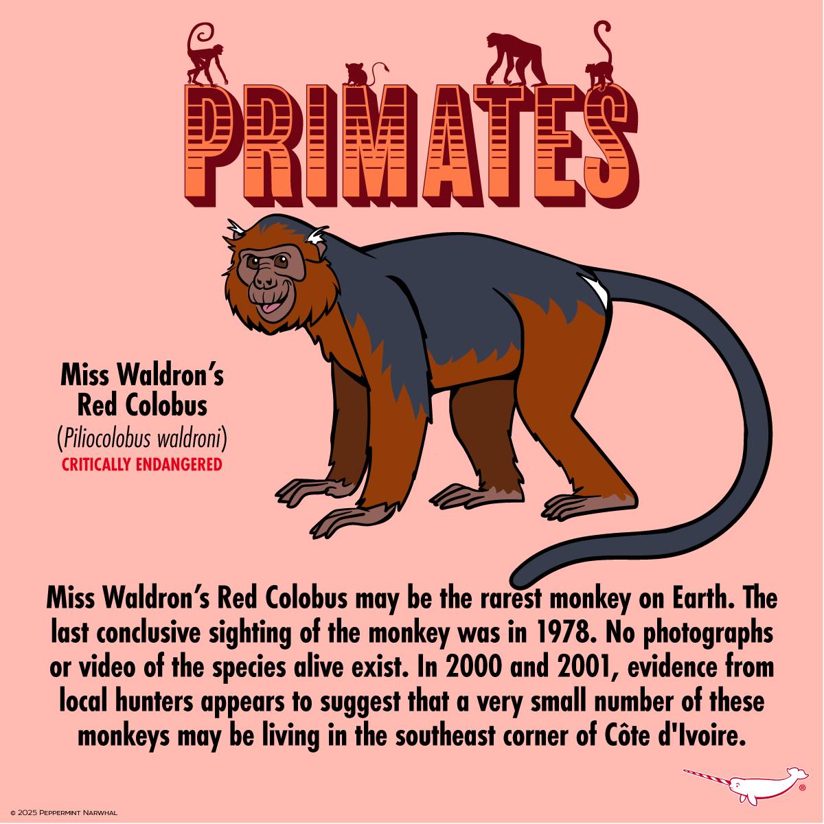Peppermint - Primates - Miss Waldron’s Red Colobus (Piliocolobus ...