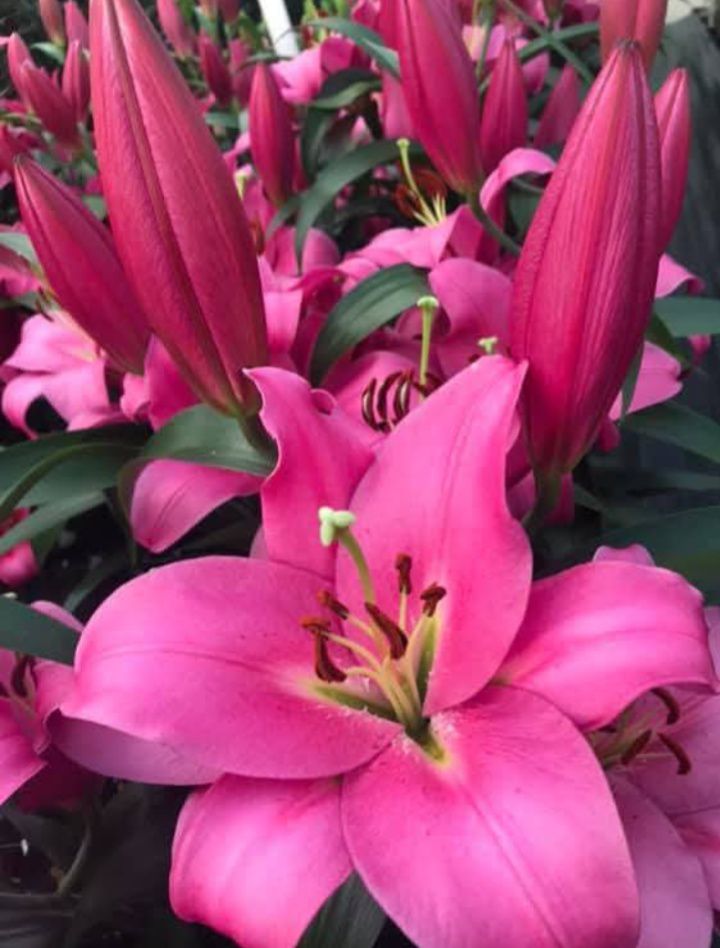 Lilium lily genus in Liliaceae family