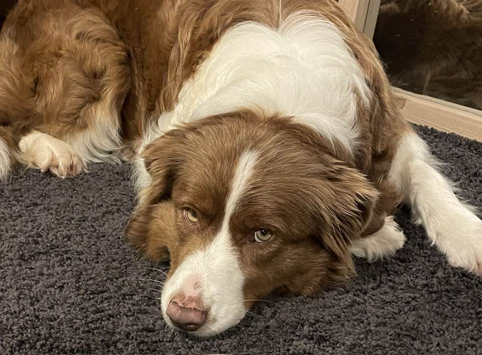 Photo inspiration: Fresh Look at Chocolate Toxicity What Should I Do If My Dog Eats