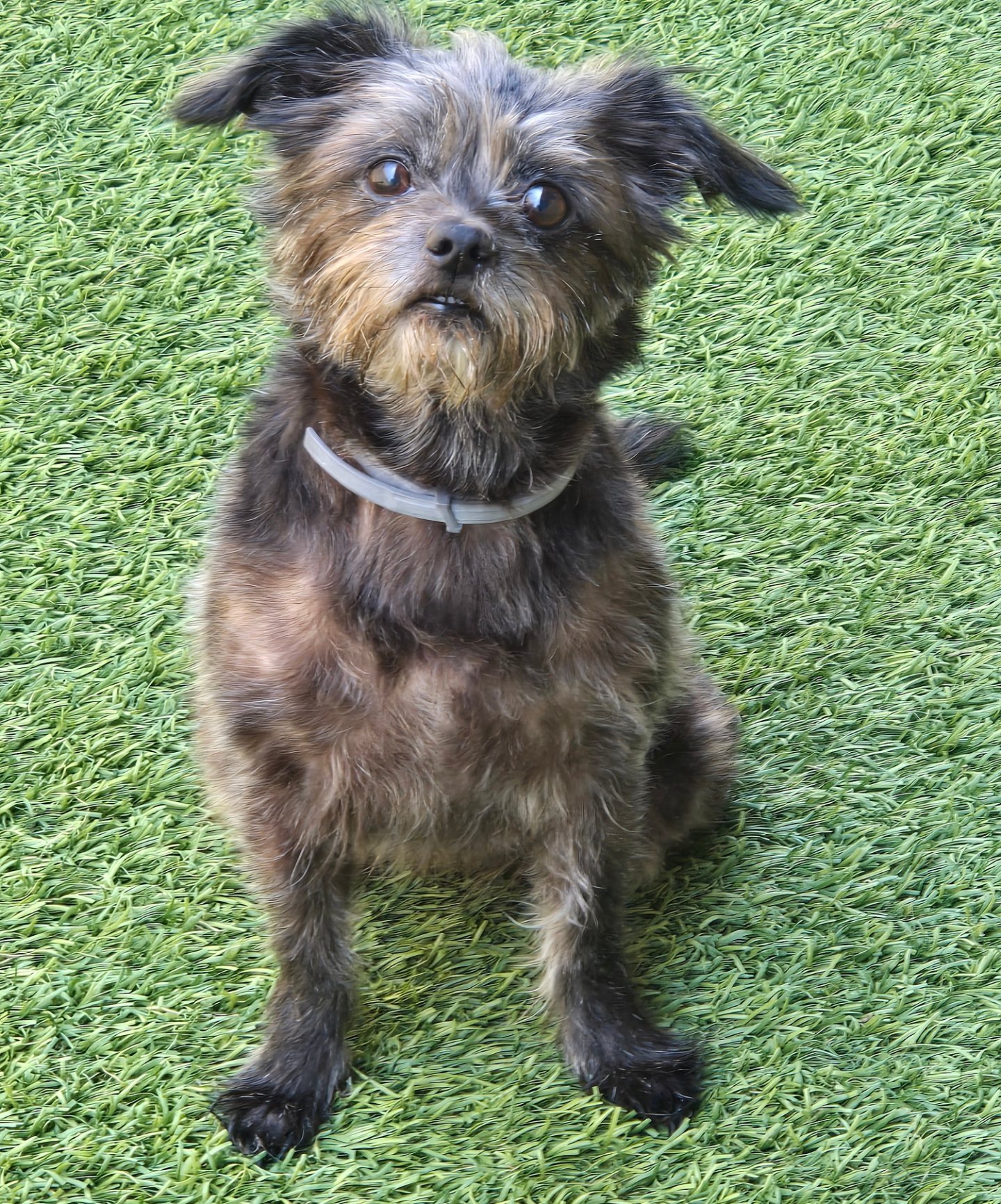Spring Creek Kennel &... - Spring Creek Kennel & Cattery