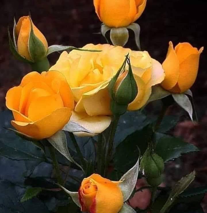 SWEET ROSES fun club