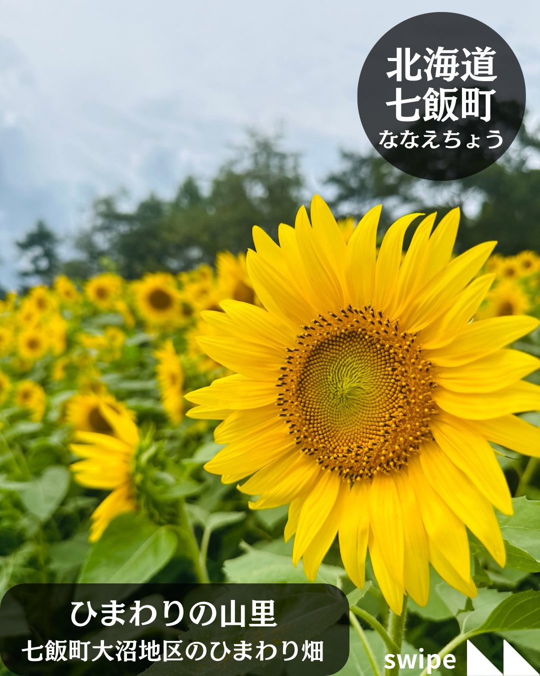 ひまわりの山里」 本日は大沼地区で見ることができるひまわり畑をご