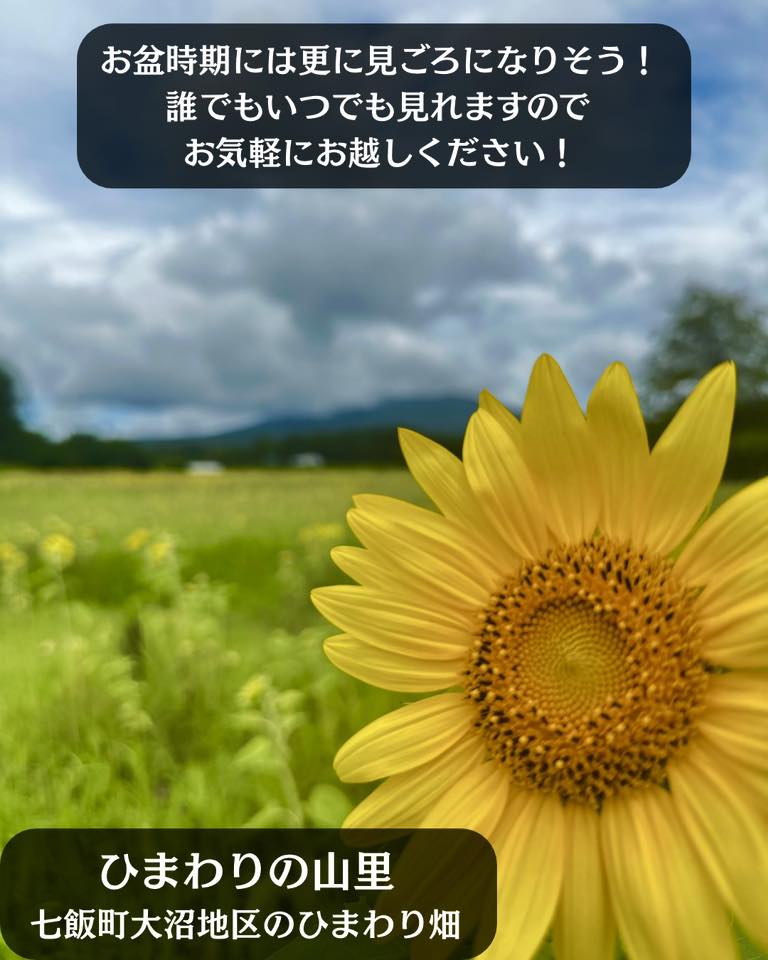 ひまわりの山里」 本日は大沼地区で見ることができるひまわり畑をご