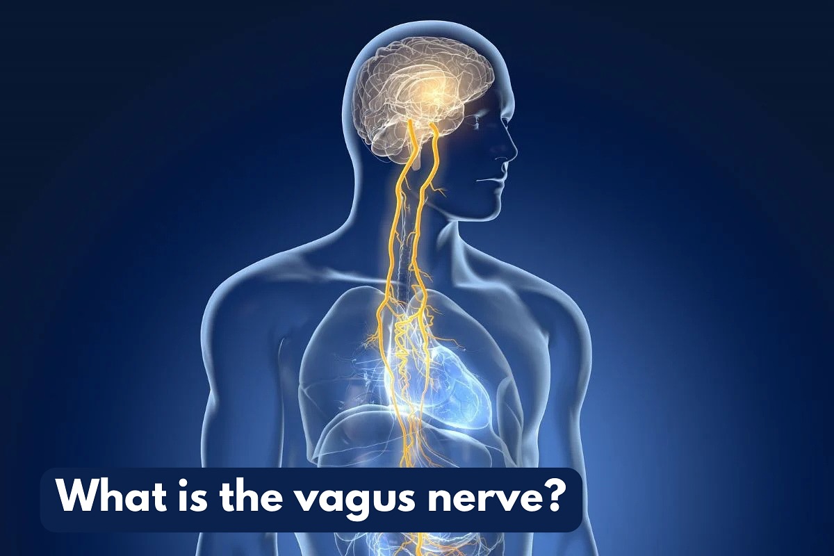 Lancaster - What is the Vagus Nerve? 🧠 The vagus nerve is one of the ...