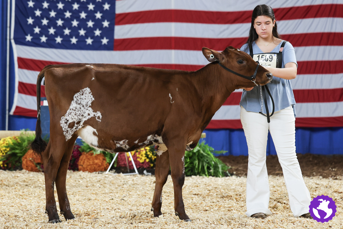 The All American Ayrshire Show 2025... - Cowsmopolitan, Inc. | Facebook