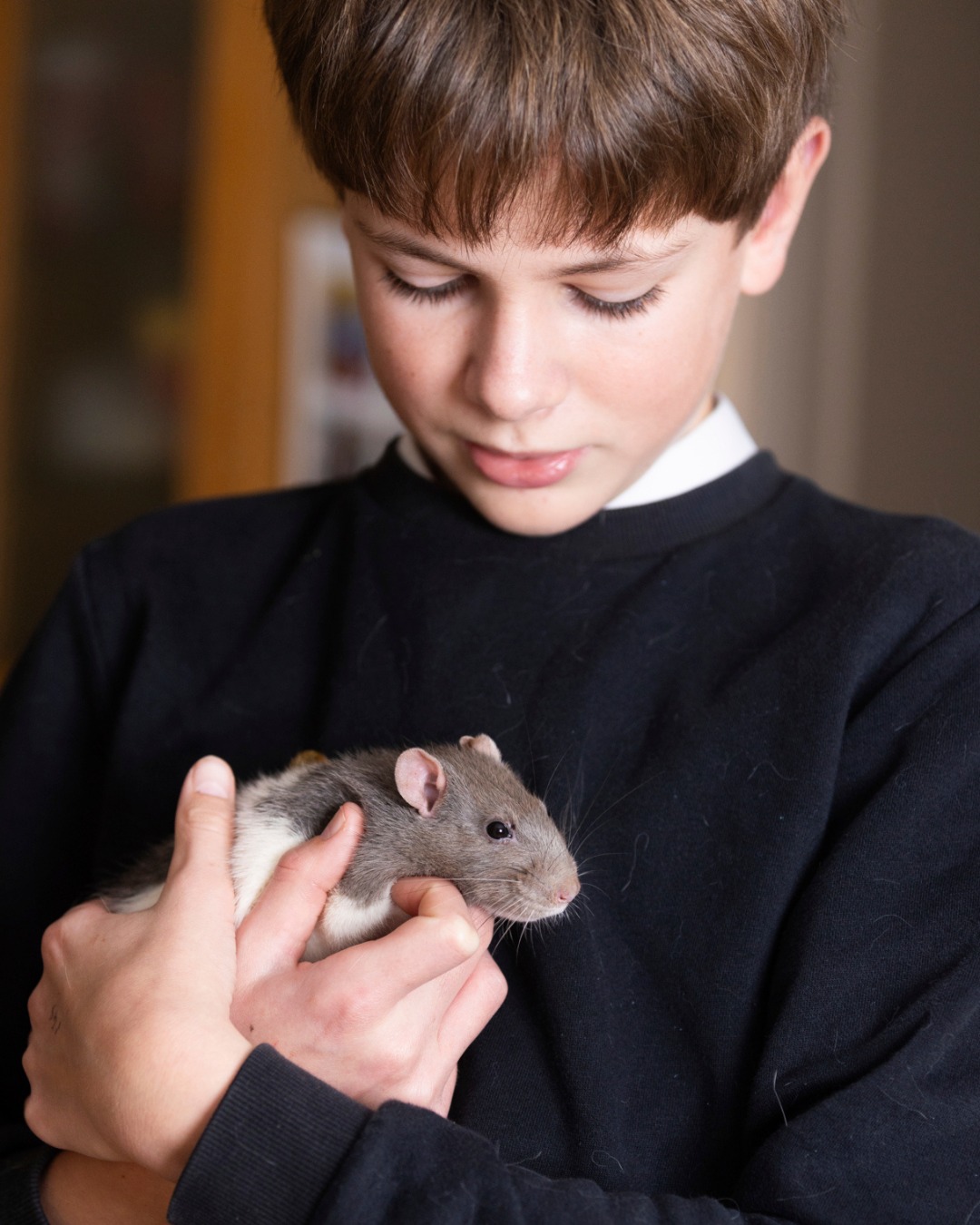 RSPCA - Rats. These critters are used in science, treated as vermin ...