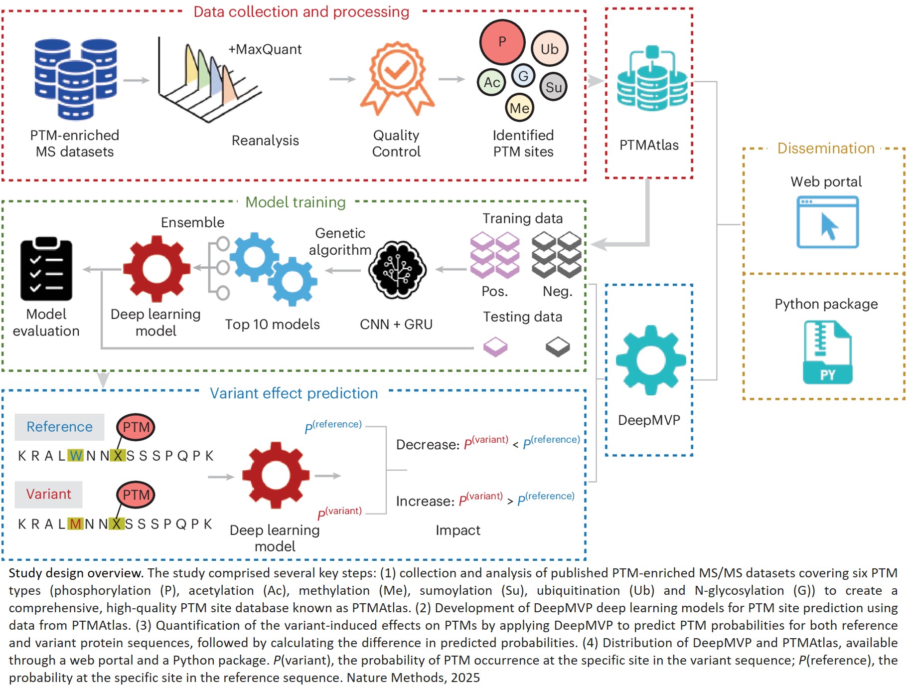 AI reveals how protein modifications link mutations to disease