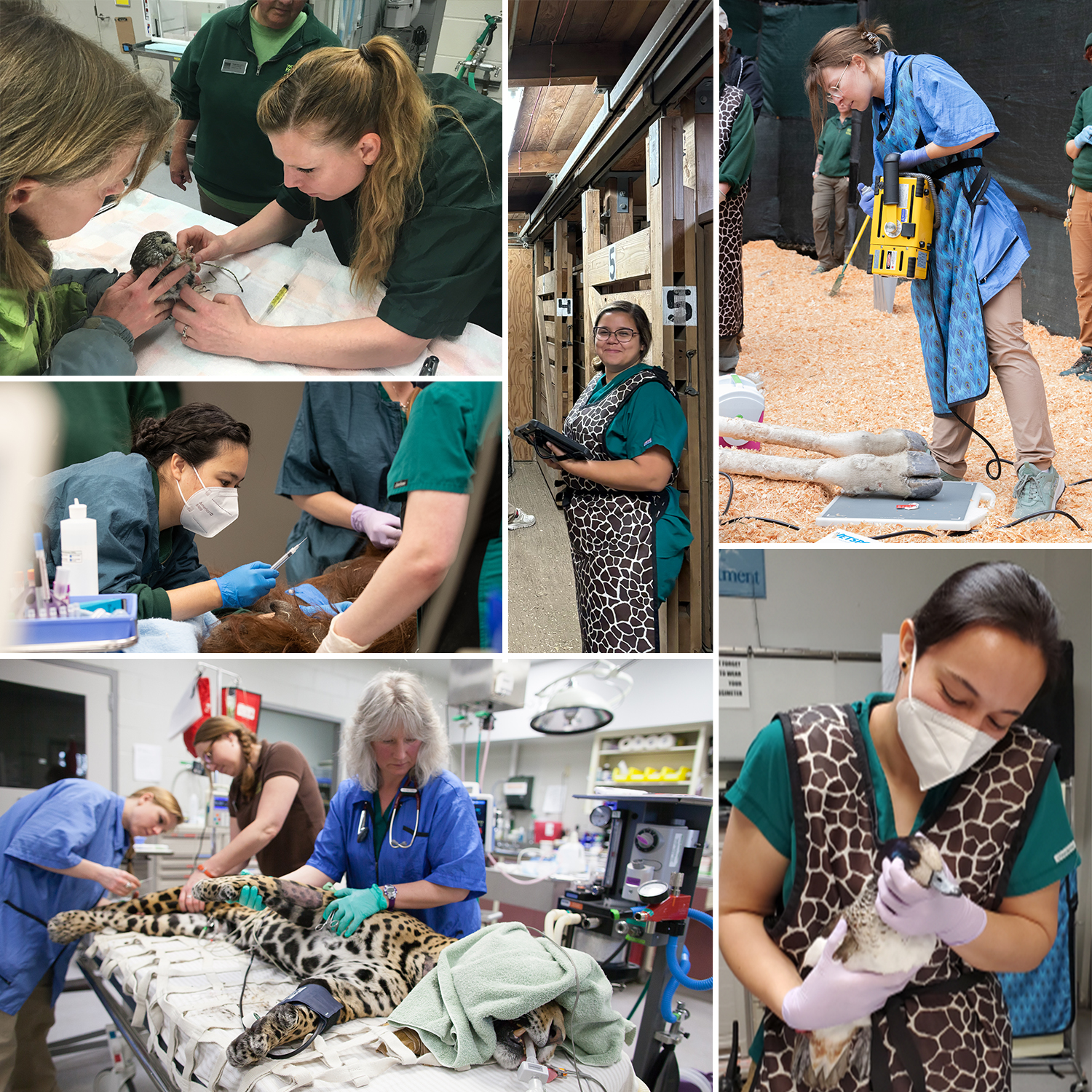 Woodland - It is National Veterinary Technician Week! Our amazing ...