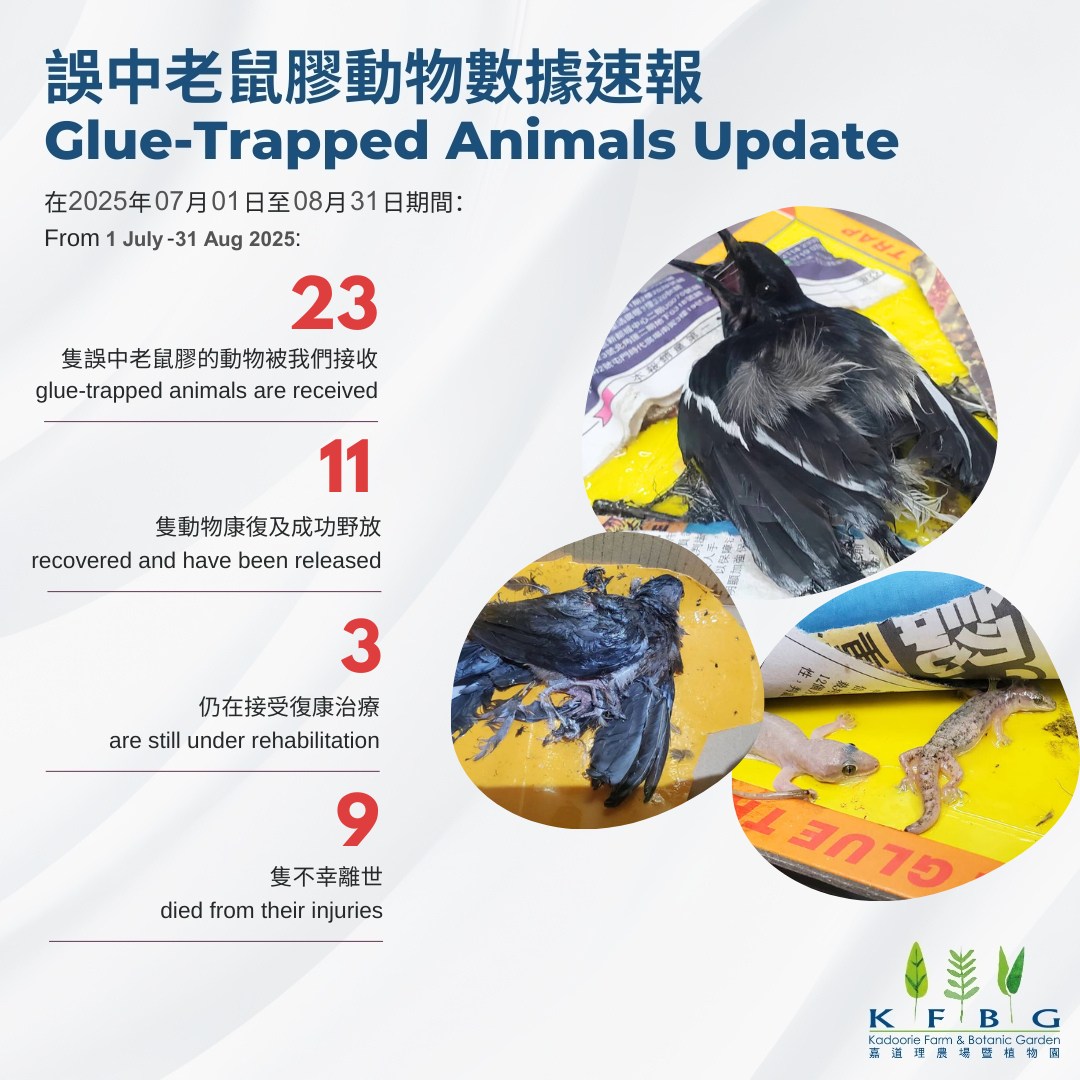 【誤中老鼠膠動物數據速報】... - 嘉道理農場暨植物園 Kadoorie Farm and Botanic Garden | Facebook