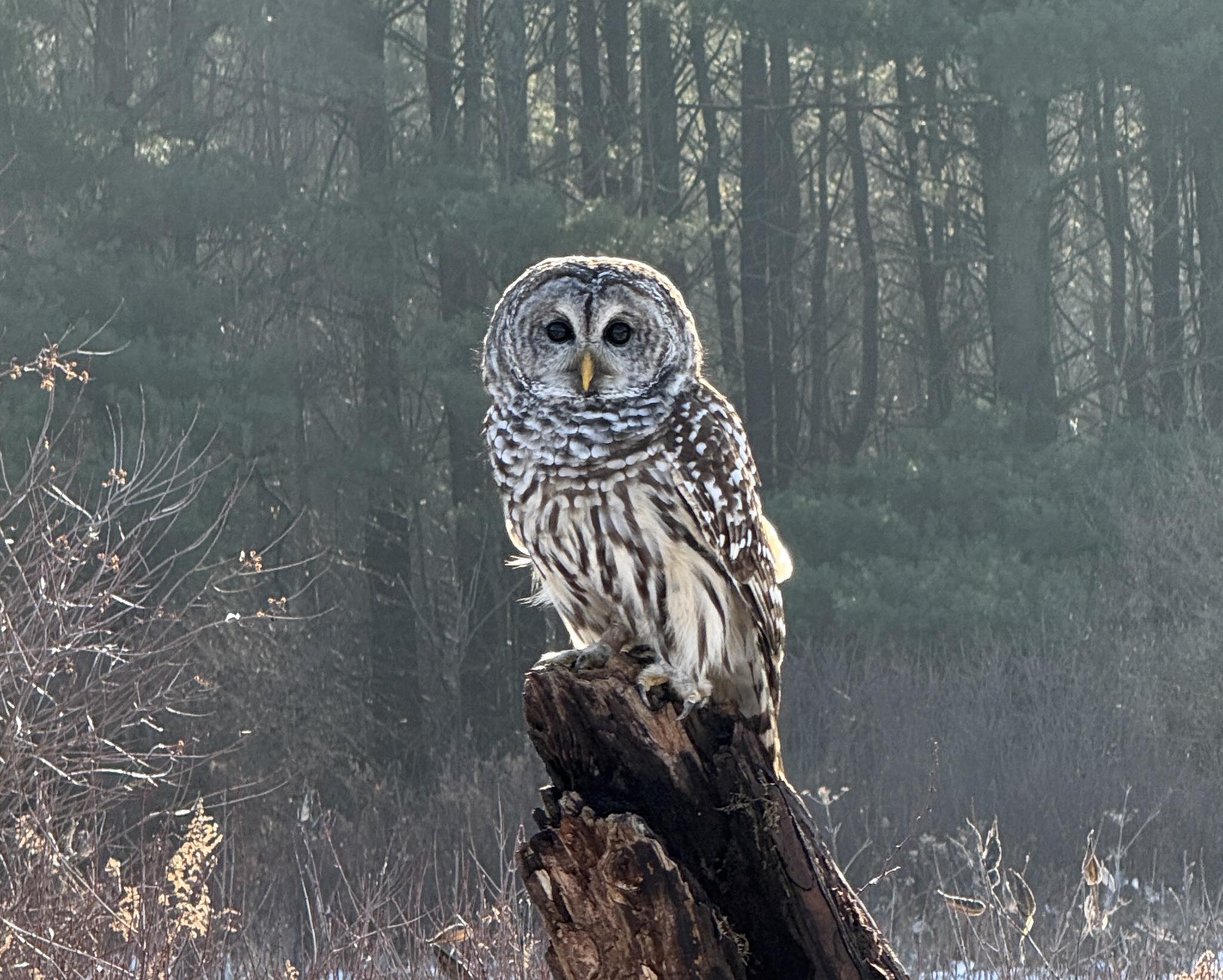 Canadian Raptor Conservancy | Simcoe ON