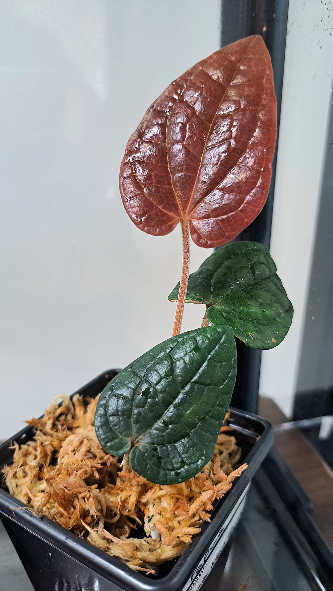 Miniature Piper from Papua New Guinea plant