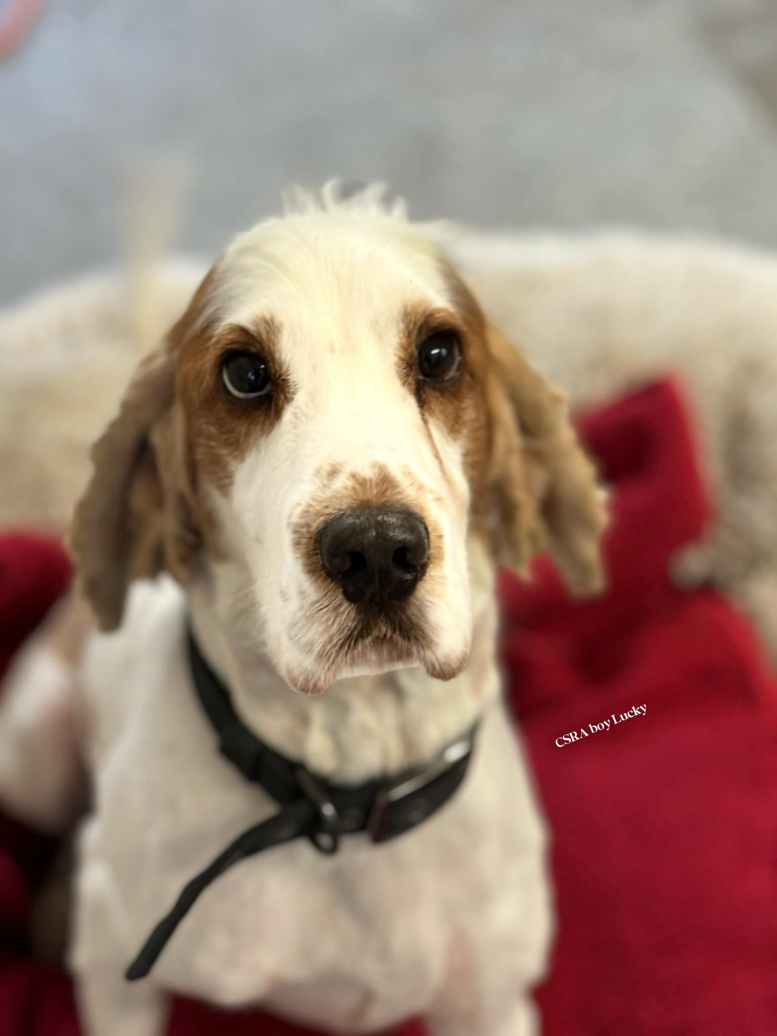 Cocker Spaniel Rescue Australia Inc