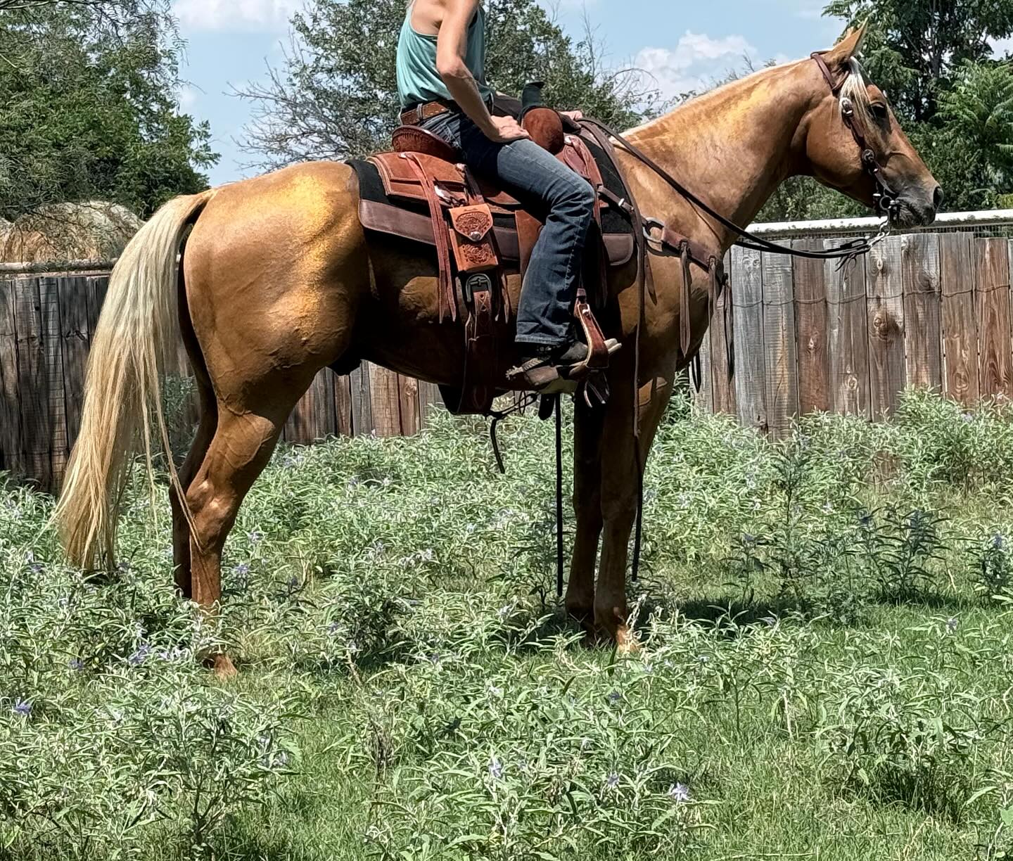 TnT Ranch & Tom Davis... - TnT Ranch & Tom Davis Horsemanship