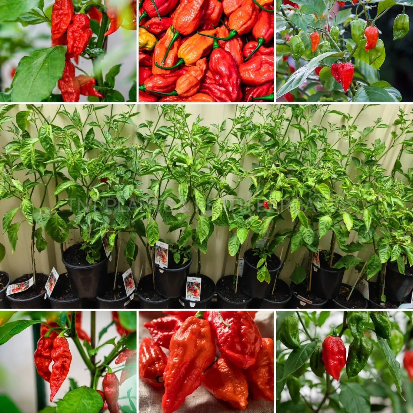 Interesting Info About Jolokia Pepper Plants For Sale