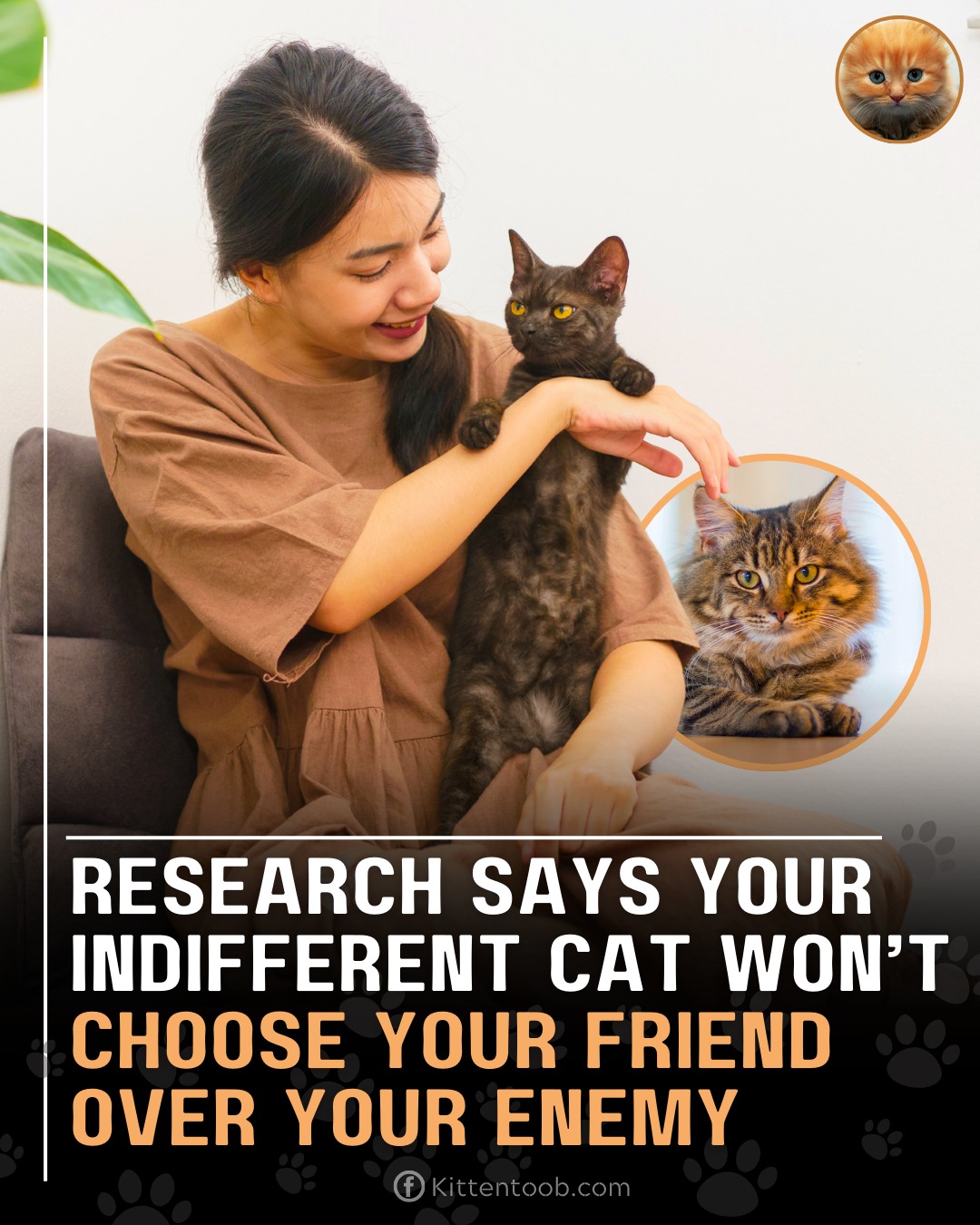 Kittentoob.com - Research has shown that your indifferent cat won’t ...