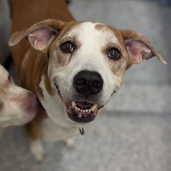 Harbor Humane - 🐾 Pet Pick Monday: Meet Ginger & Moon... | Facebook