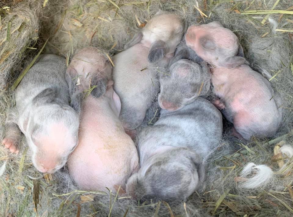 Sallander x broken lilac sable... - Diamond Haze Rabbitry