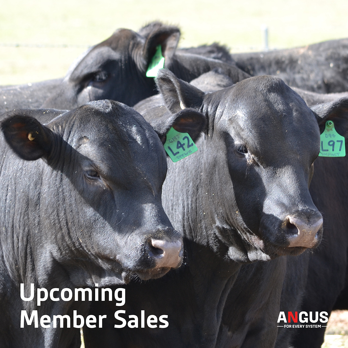 Angus Australia - 🖤🖤 Find an 'Angus for Every System' with these sales ...