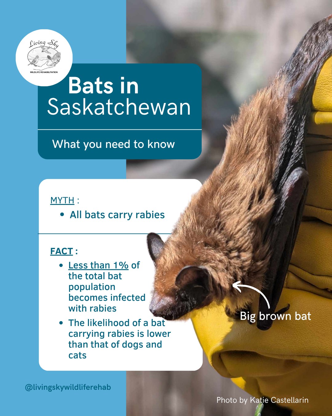 Living - Happy Bat Week!🦇 Over the past month, we have heard many bat ...
