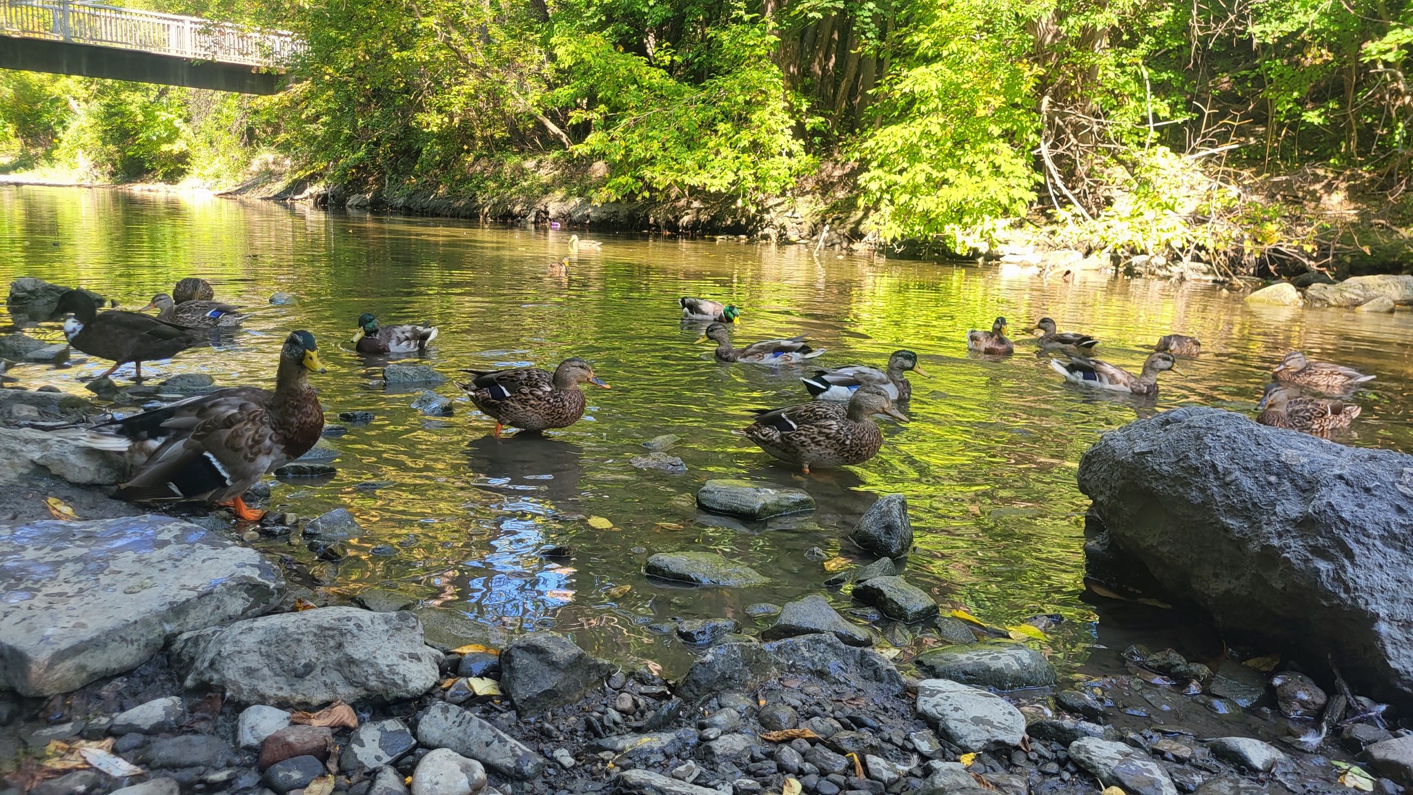 Friends of Tom Riley Park | Toronto ON