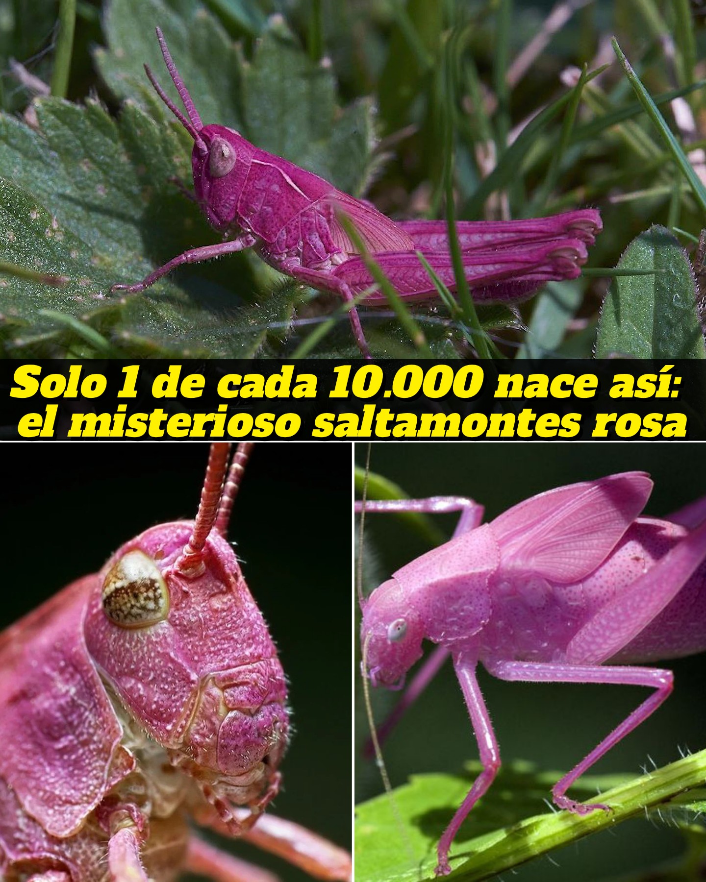 La - 🤯Menos del 1% de los saltamontes del mundo nacen con ese color tan ...