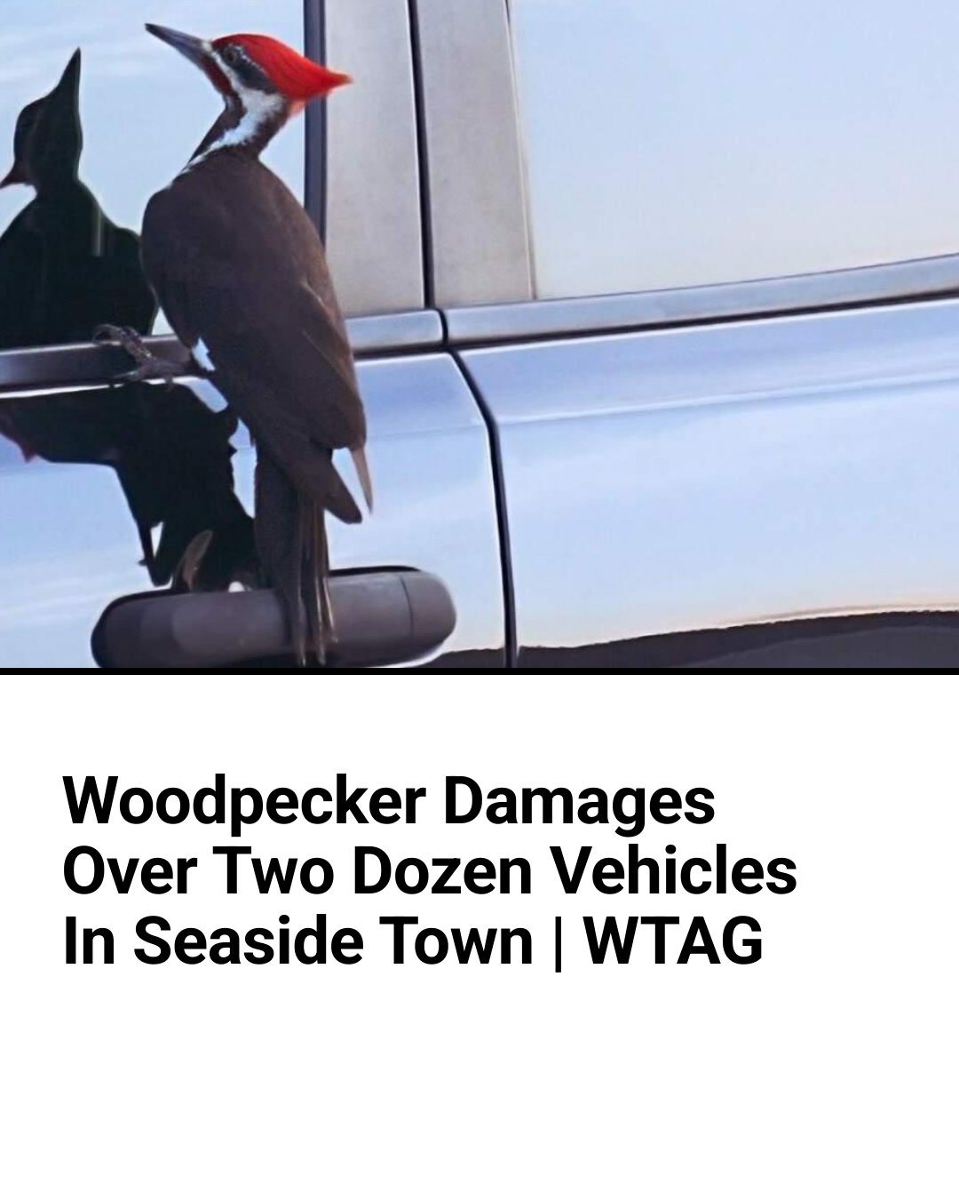 WTAG - Experts believe the woodpecker may be attacking its own ...