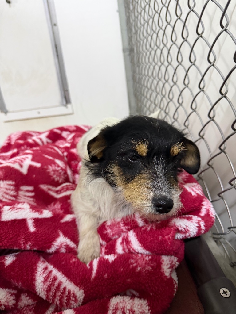 Ark Animal Rescue and... - Ark Animal Rescue and Adoption
