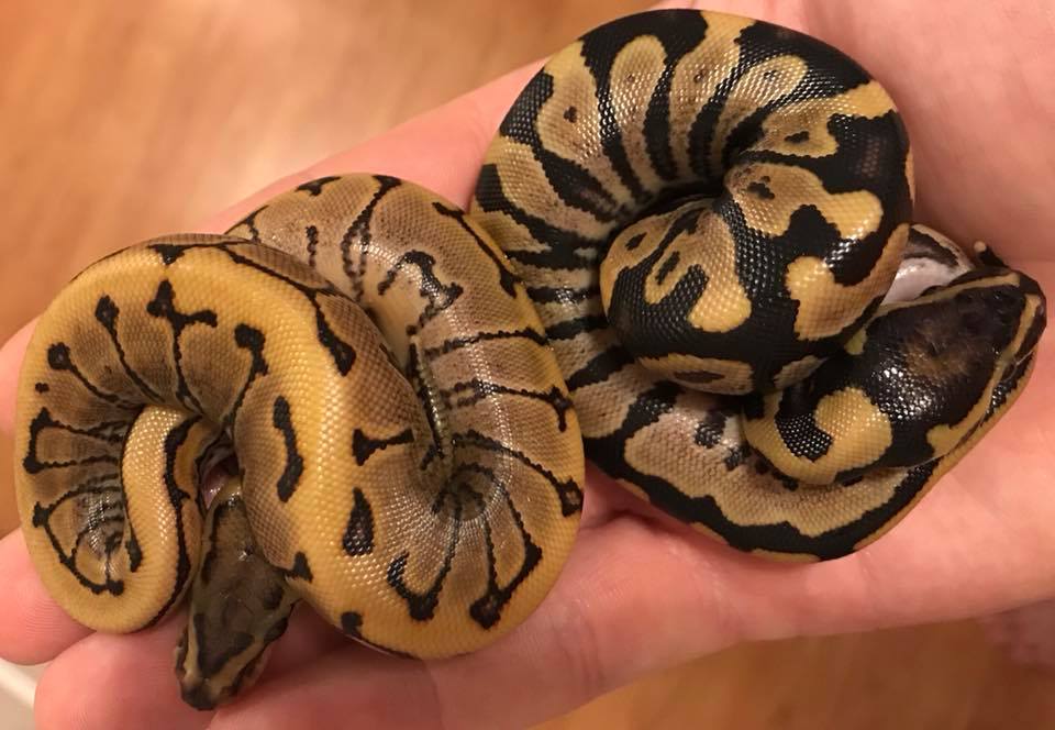 Mammoth Ball Pythons | Jacksonville FL