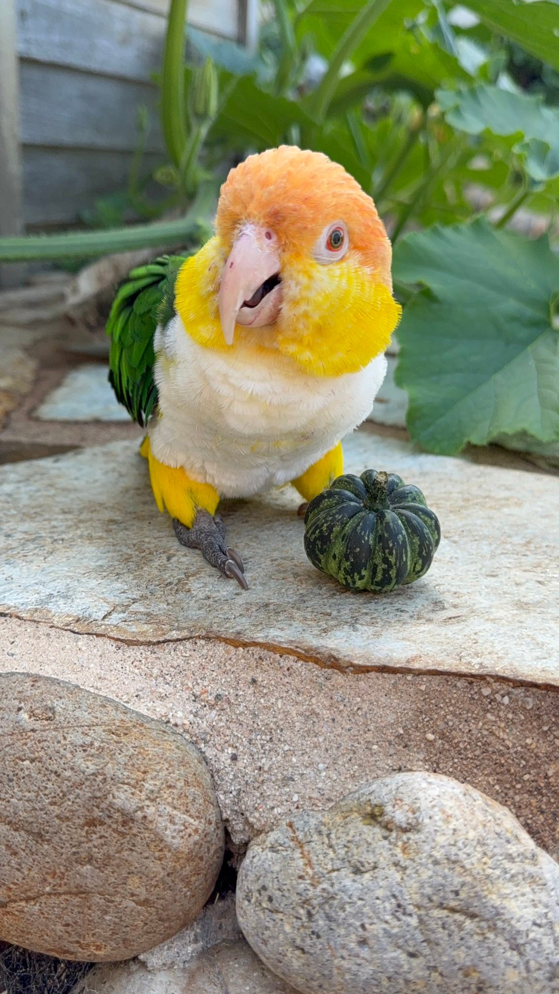 Photo inspiration: Picture Idea: Parrot Playhouse Added A New Photo