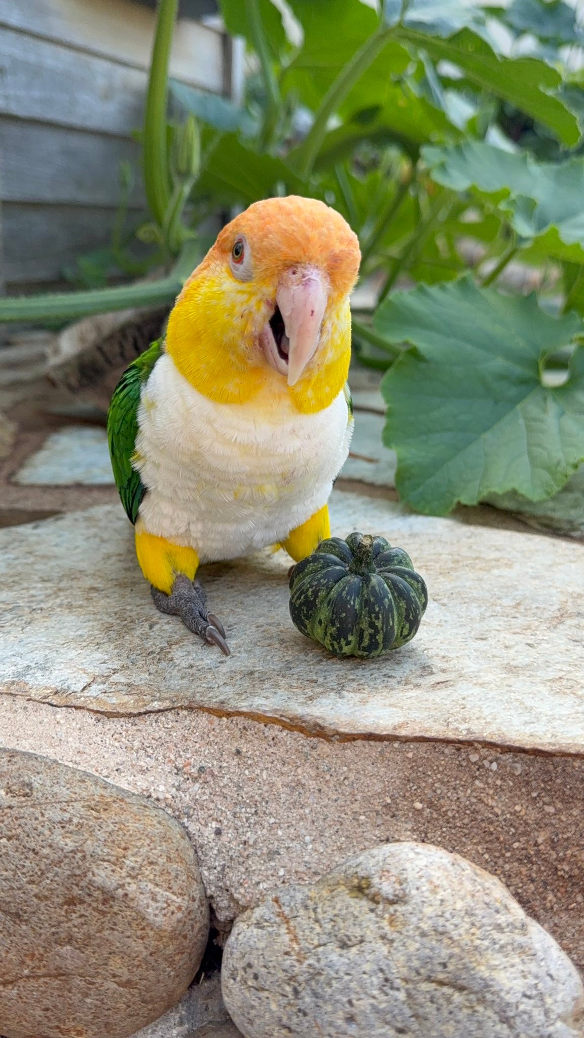 Photo inspiration: Parrot Playhouse Added A New Photo Photo Inspiration