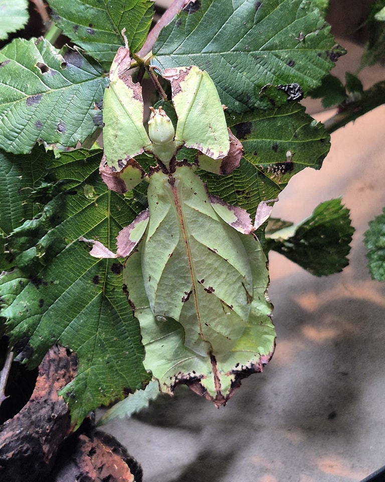 The Insect - Phyllium giganteum now available to pre order ahead of ...