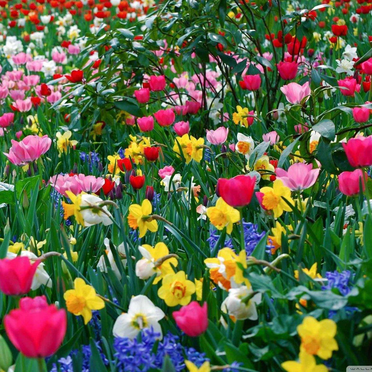 Boley Tree & Landscape Care, Inc. | Middleton WI