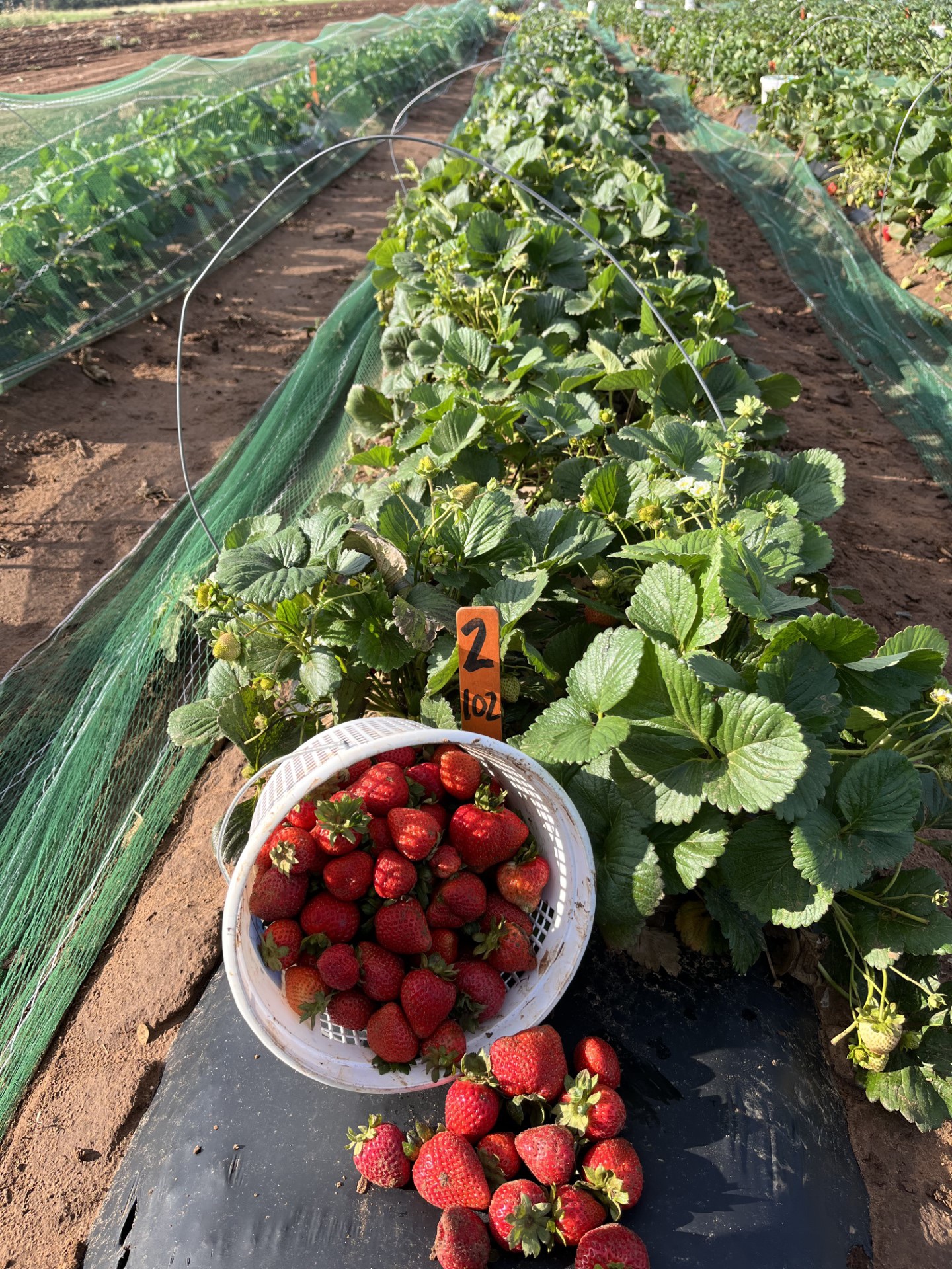 Exciting Growing Strawberries In Texas Gallery