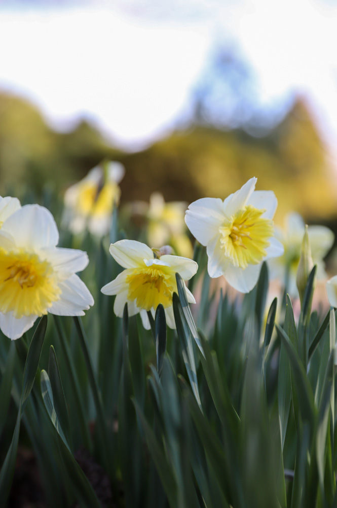 Daffodil Days