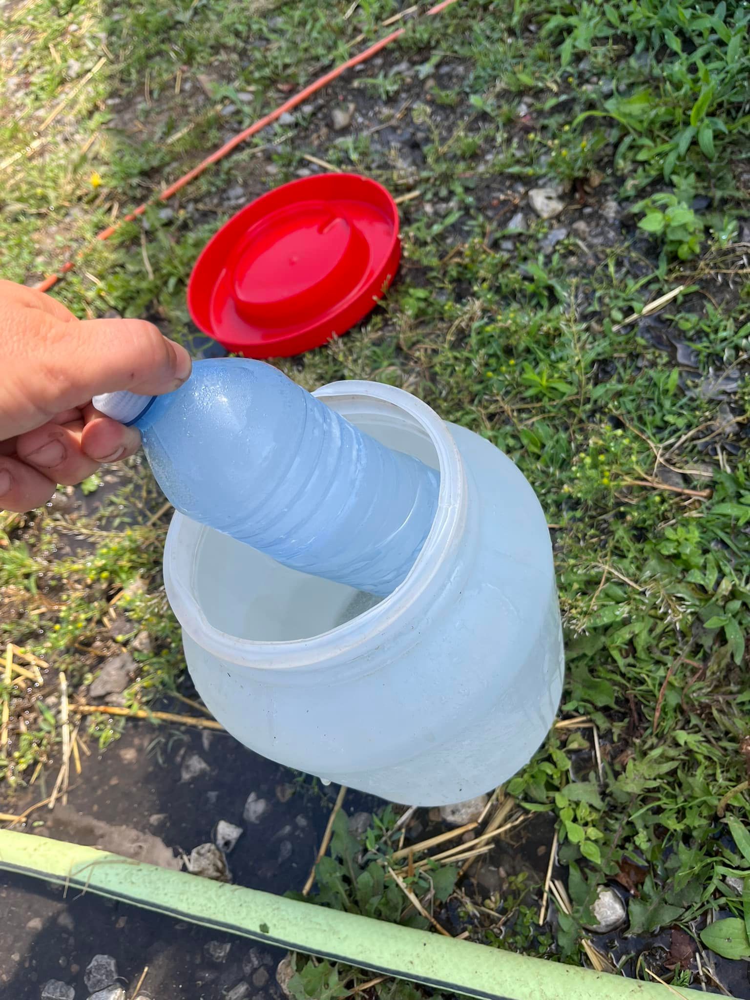 Keeping backyard chickens cool with frozen water bottles