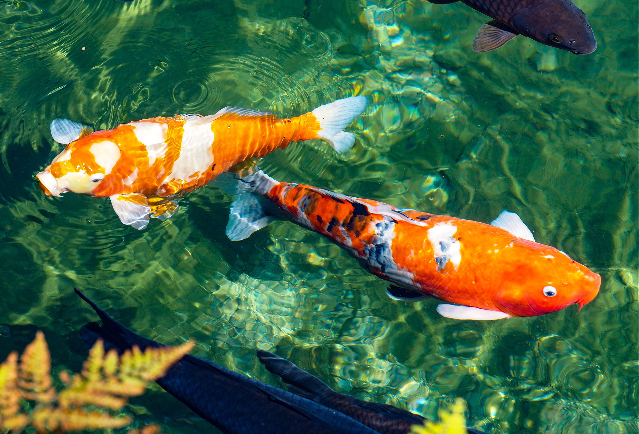 Chubby koi fish are stealing the... - People's Daily, China | Facebook
