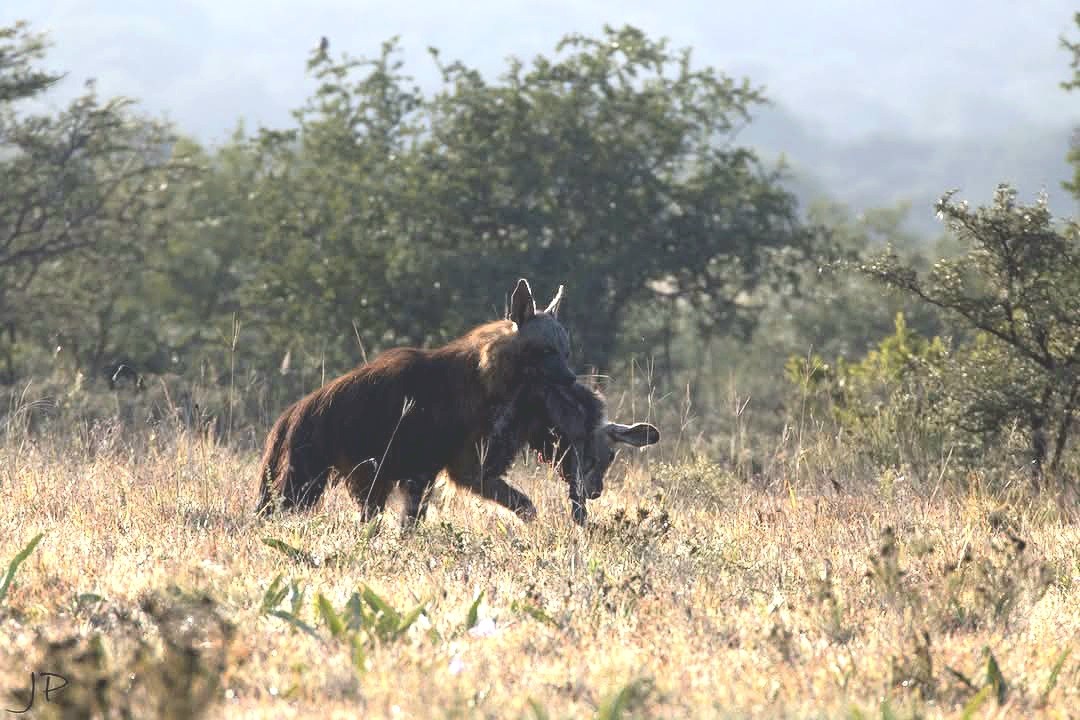 Bush - The brown hyena (Parahyaena brunnea), also known as a ...