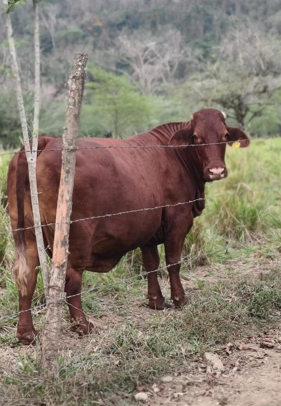 Rancho - El Beefmaster es una raza reconocida por su alta rusticidad ...