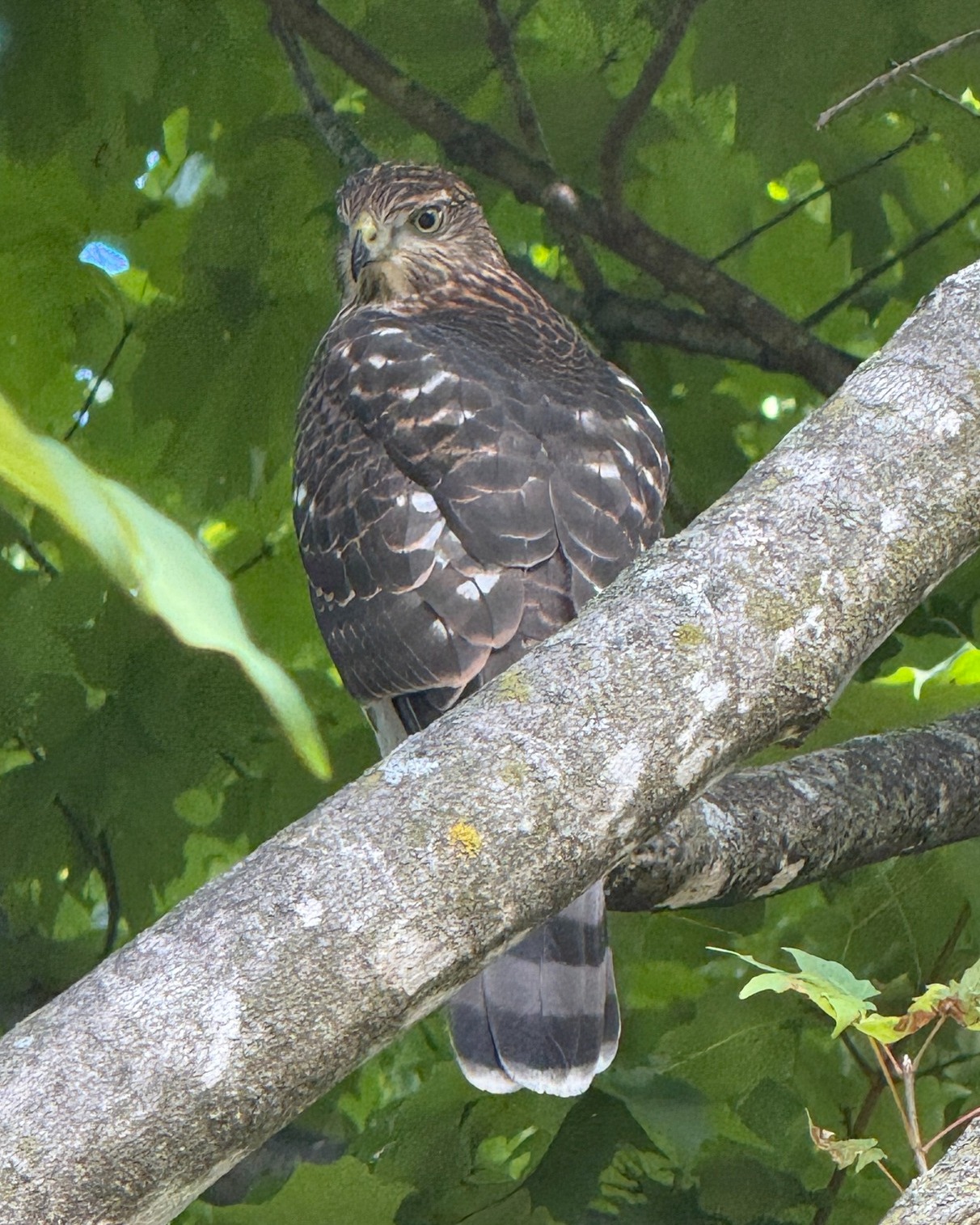 Aldo - Ever seen a bird age through its eyes? Meet the Cooper's Hawks ...