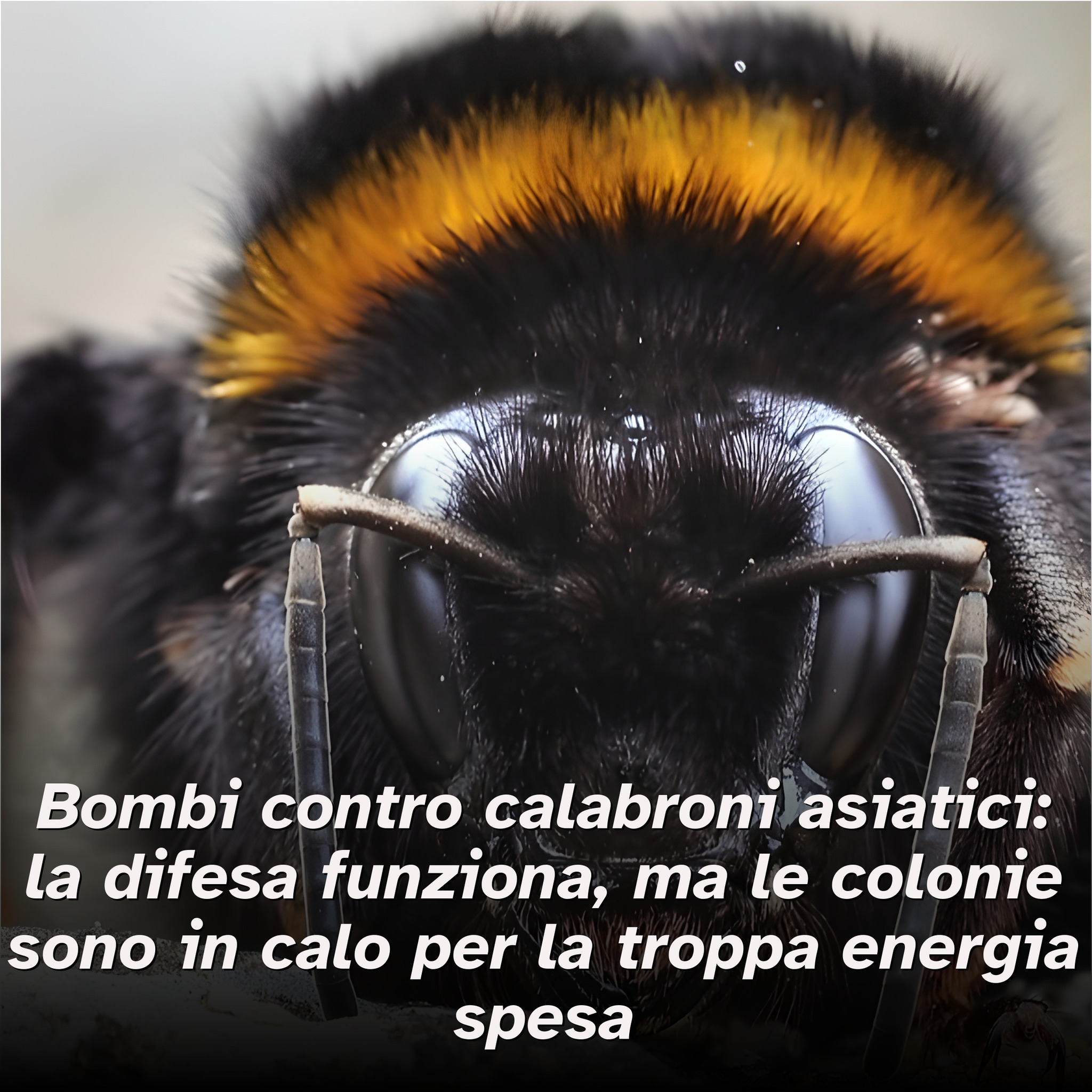 Help! - Spesso i bombi vengono scambiati per vespe o calabroni, ma sono ...