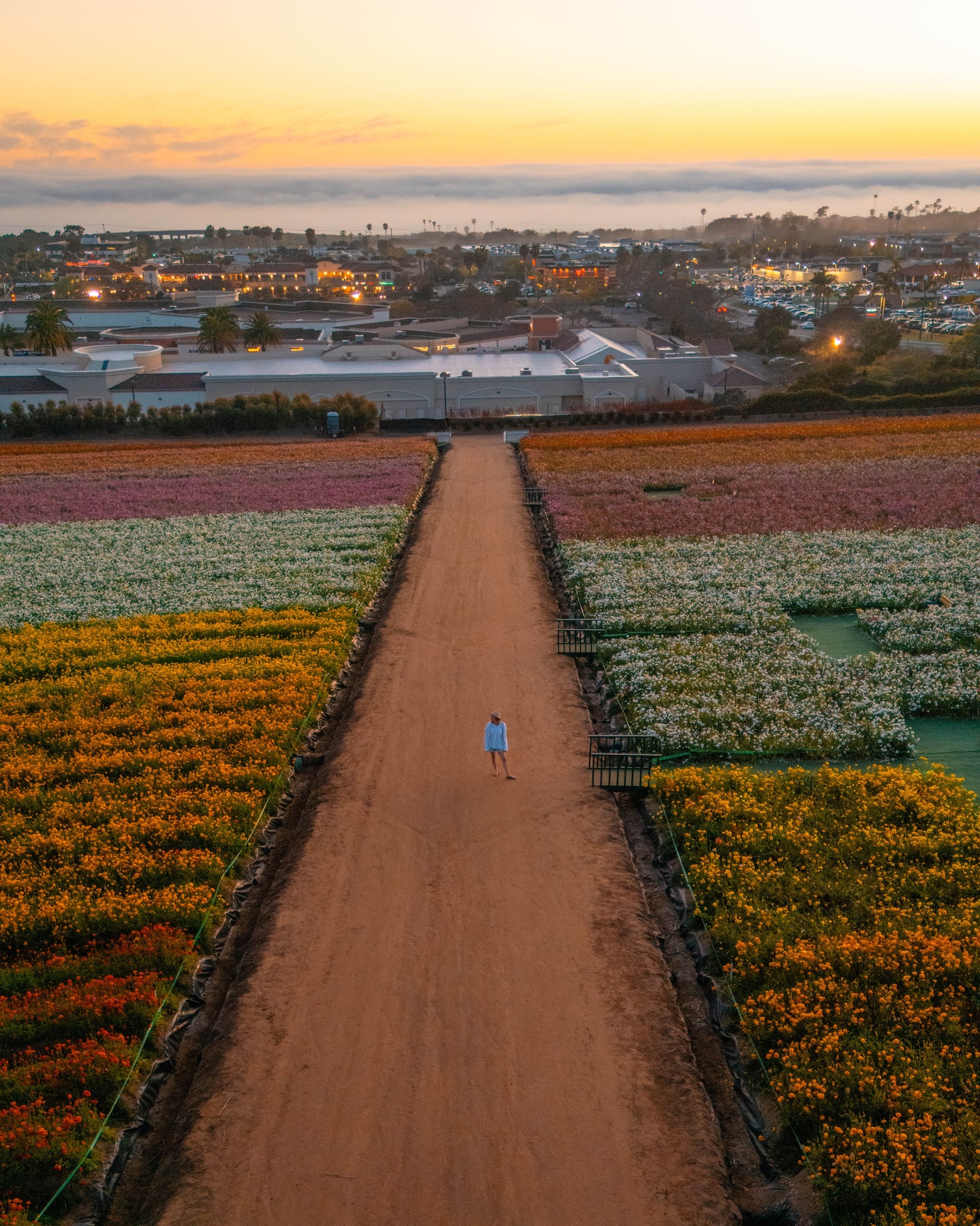 🍂 These spring rows start with fall... - The Flower Fields | Facebook